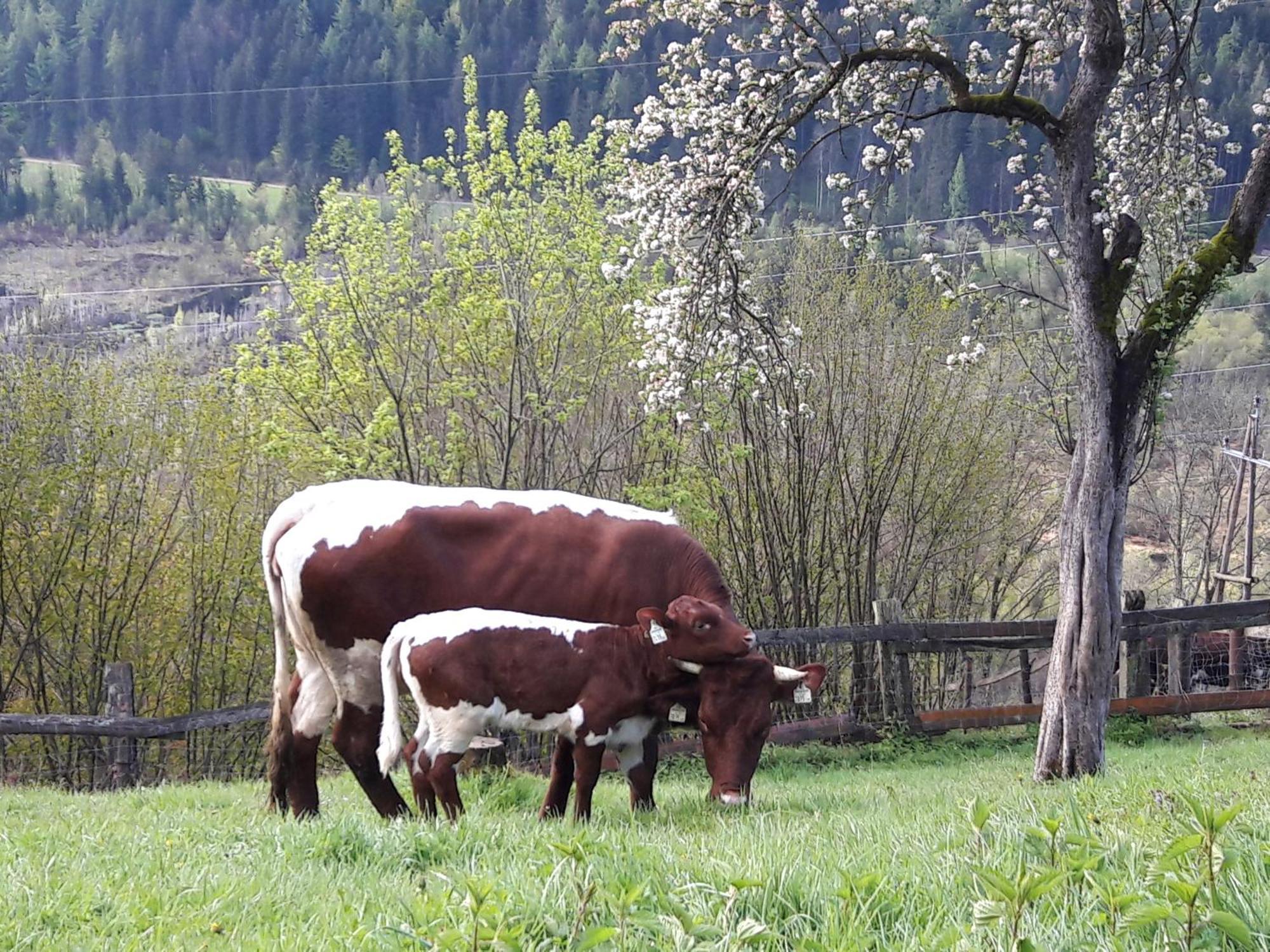 Ferienhaus Lechnerhof Schladming Exteriér fotografie